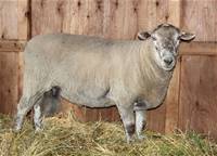 Canadian Arcott Sheep